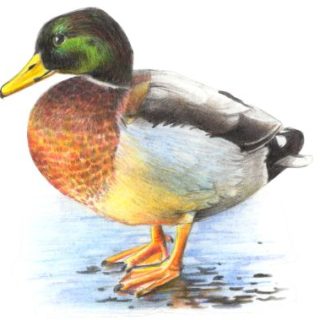 Ente Tempera
