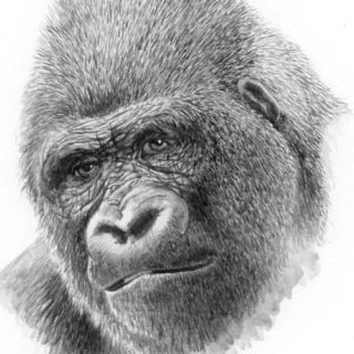 Gorilla
