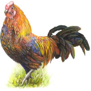 Hahn Aquarell
