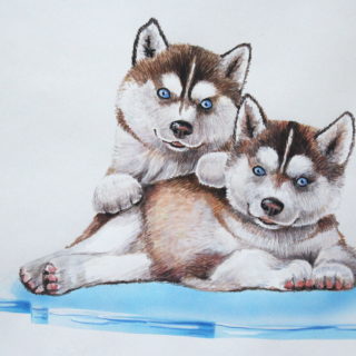 Illustration Huskiwelpen