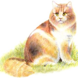 Katze Aquarell