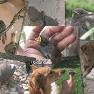 zusammenstellung einiger Fotos