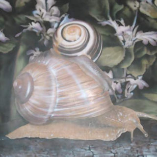 Schnecke airbrush