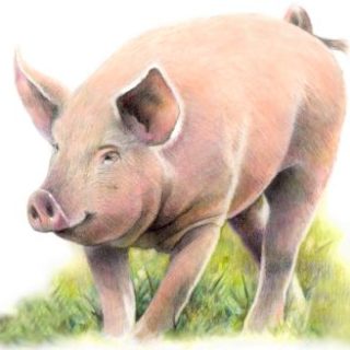 Schwein Buntsift