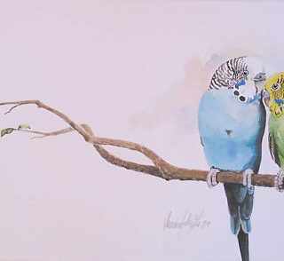 Wellensittich Aquarell
