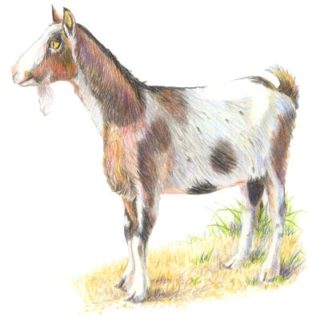 Ziege buntstift