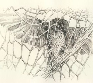 Singvogel Aquarell