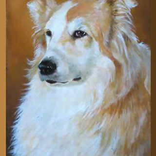 collie