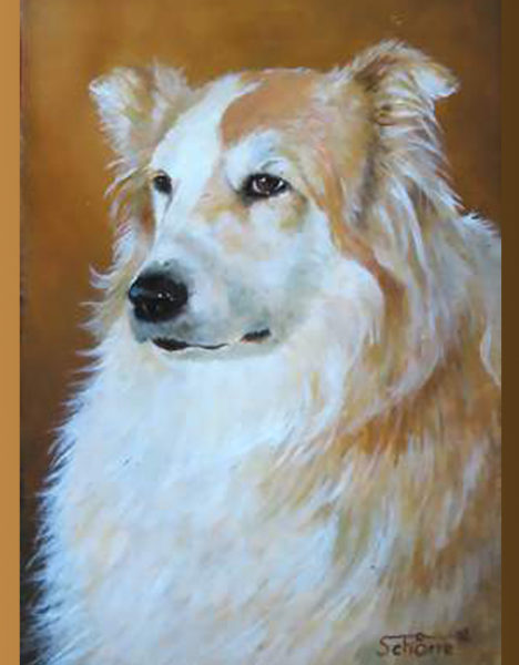 collie