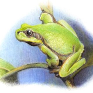 Frosch Tempera