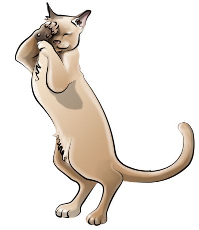 katze