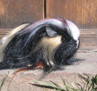 Meerschweinchen