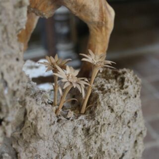 Steinbock 10