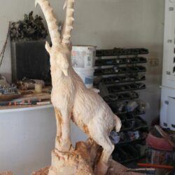 Steinbock 6