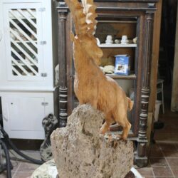 Steinbock 9