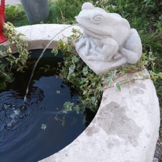 Frosch wasser